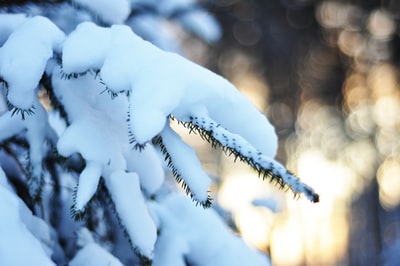 松树覆盖着雪
